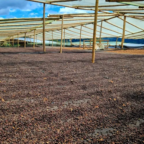 Touton Specialties Coffee_Colombia