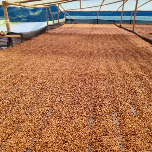 Touton Specialties Coffee_Colombia