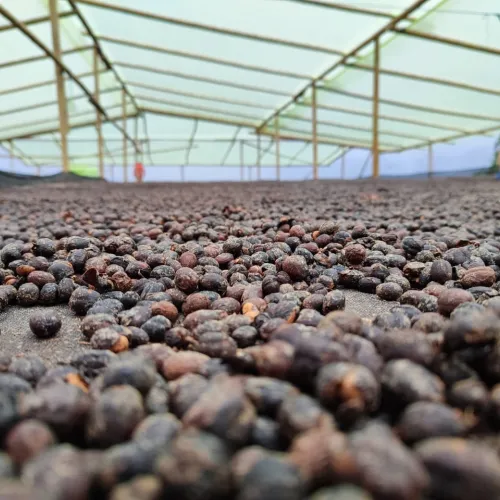 Touton Specialties Coffee_Colombia