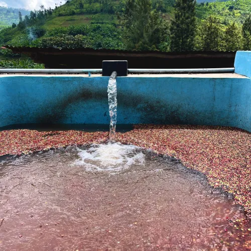 Touton Specialties Coffee_Rwanda