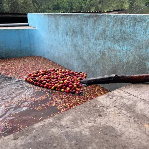 Touton Specialties Coffee_Rwanda