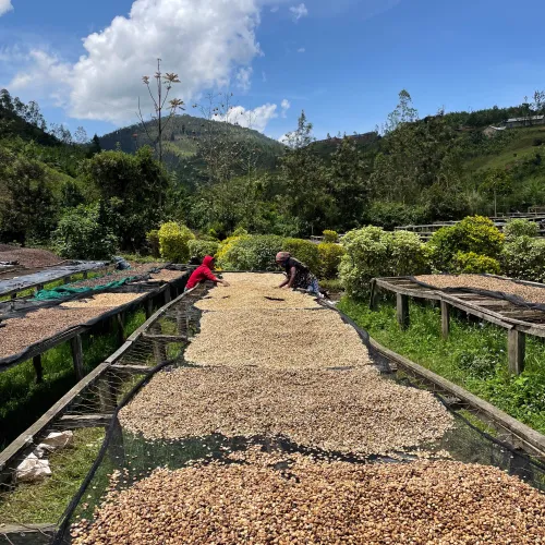 Touton Specialties Coffee_Rwanda