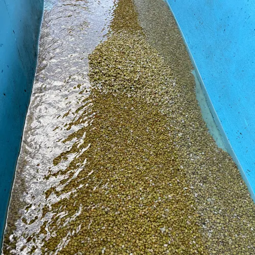 Touton Specialties Coffee_Rwanda