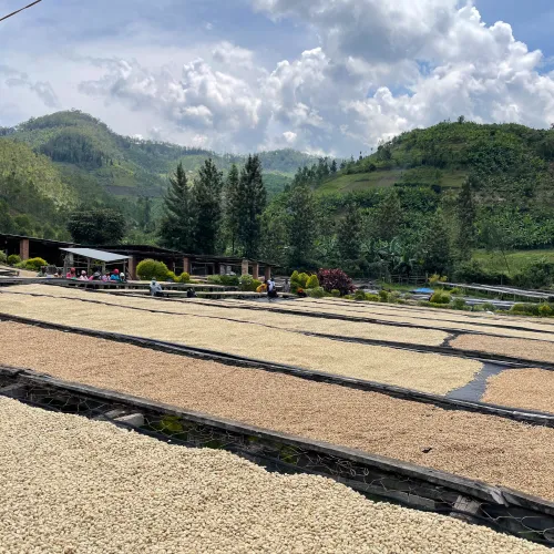 Touton Specialties Coffee_Rwanda