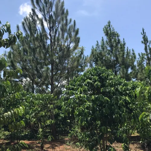 Uganda, Coffee Plantation, Coffee Tree, Touton Specialties Coffee