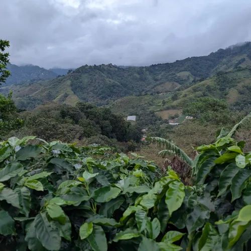 Touton Specialties Coffee_Honduras_Farm Cascaritas