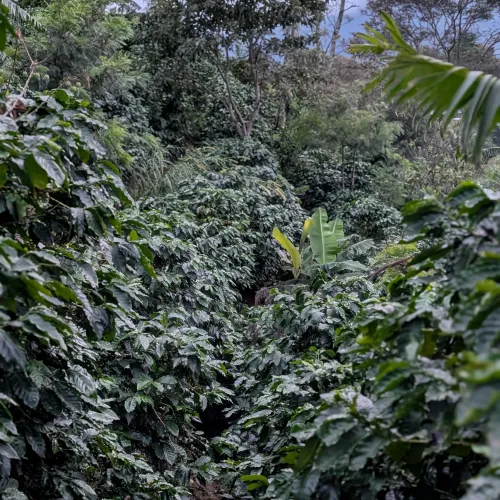 Touton Specialties Coffee_Honduras_Farm Cascaritas