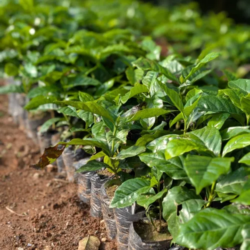 Touton Specialties Coffee_Honduras_Farm Cascaritas