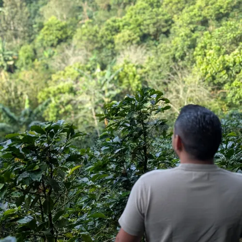 Touton Specialties Coffee_Honduras_Farm Cascaritas