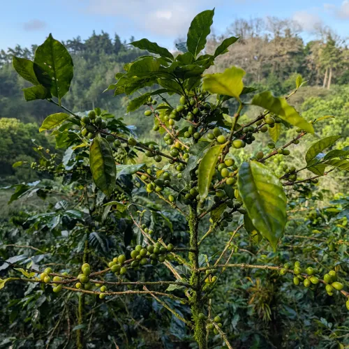 Touton Specialties Coffee_Honduras_Farm Cascaritas