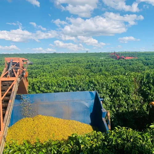 Brazil, Fazenda Rio Brilhante, Coffee Plantation, Bazil Coffee Trees, Mechanical Harvest, Coffee Cherries, Touton Specialties Coffee