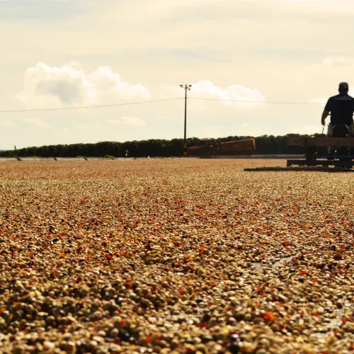 Brazil, Fazenda Rio Brilhante, Coffee Plantation, Coffee Drying, Coffee Beans,Bazil Coffee Trees, Mechanical Harvest, Coffee Cherries, Touton Specialties Coffee