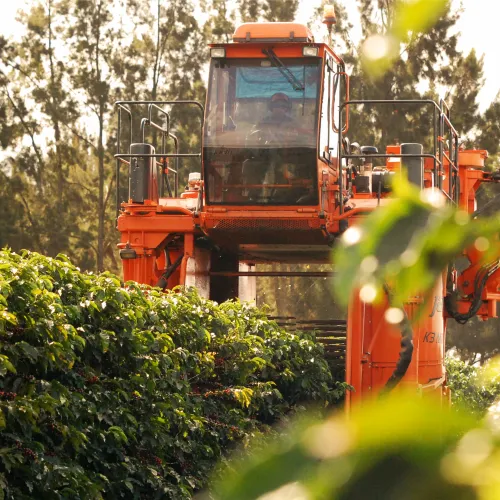 Brazil, Fazenda Rio Brilhante, Coffee Plantation, Bazil Coffee Trees, Mechanical Harvest, Coffee Cherries, Touton Specialties Coffee