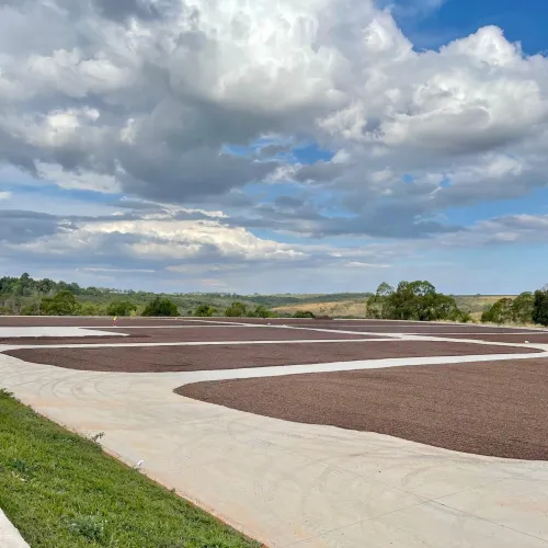 Brazil, Fazenda Rio Brilhante, Coffee Plantation, Coffee Drying, Coffee Beans,Bazil Coffee Trees, Mechanical Harvest, Coffee Cherries, Touton Specialties Coffee