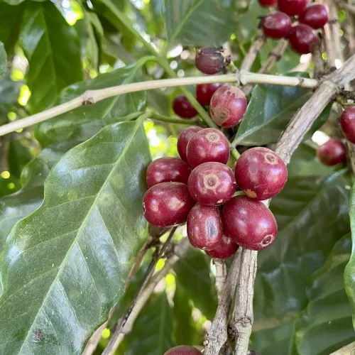 Brazil, Fazenda Rio Brilhante, Coffee Plantation, Bazil Coffee Trees, Mechanical Harvest, Coffee Cherries, Touton Specialties Coffee