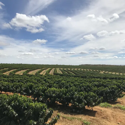 Brazil, Fazenda Rio Brilhante, Coffee Plantation, Bazil Coffee Trees, Mechanical Harvest, Coffee Cherries, Touton Specialties Coffee
