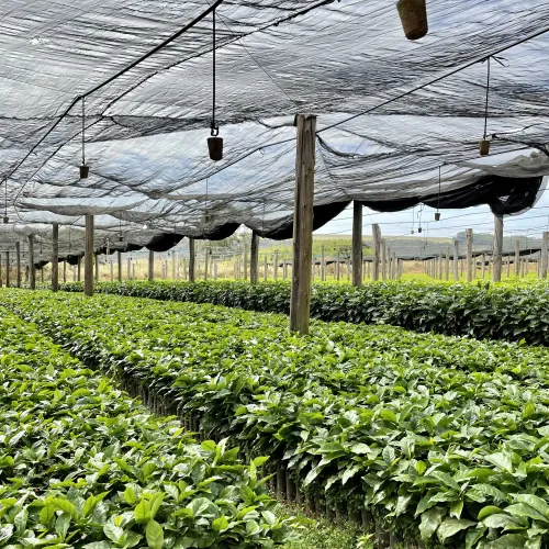 Brazil, Fazenda Rio Brilhante, Coffee Plantation, Coffee Nursery, Bazil Coffee Trees, Mechanical Harvest, Coffee Cherries, Touton Specialties Coffee