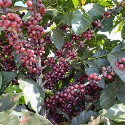 Brazil, Fazenda Rio Brilhante, Coffee Plantation, Bazil Coffee Trees, Mechanical Harvest, Coffee Cherries, Touton Specialties Coffee
