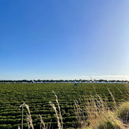 Brazil, Fazenda Rio Brilhante, Coffee Plantation, Bazil Coffee Trees, Mechanical Harvest, Coffee Cherries, Touton Specialties Coffee