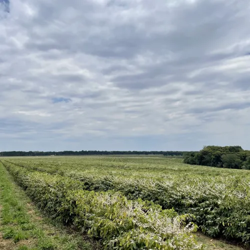 Brazil, Fazenda Rio Brilhante, Coffee Plantation, Bazil Coffee Trees, Mechanical Harvest, Coffee Cherries, Coffee Flowering, Touton Specialties Coffee