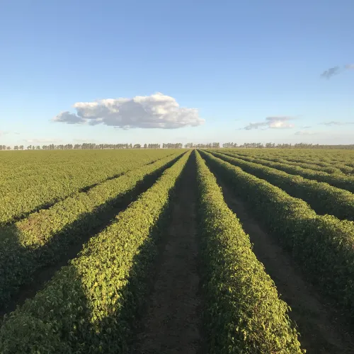 Brazil, Fazenda Rio Brilhante, Coffee Plantation, Bazil Coffee Trees, Mechanical Harvest, Coffee Cherries, Touton Specialties Coffee