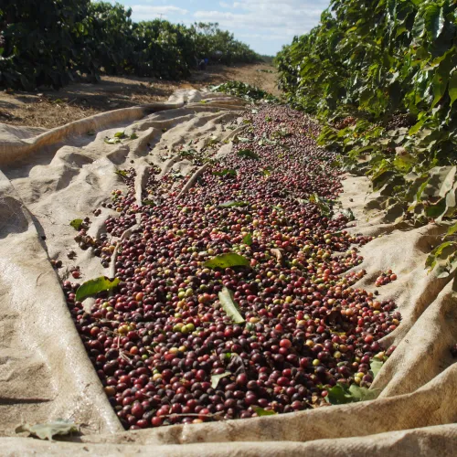 Brazil, Fazenda Rio Brilhante, Coffee Plantation, Bazil Coffee Trees, Mechanical Harvest, Coffee Cherries, Touton Specialties Coffee