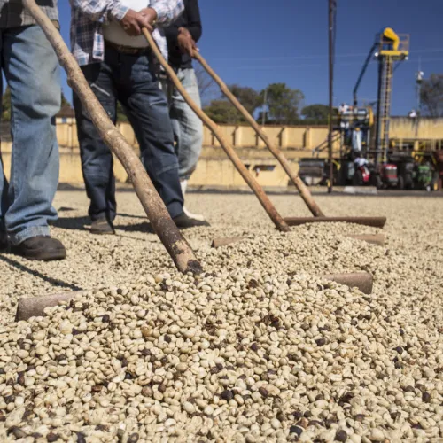 Brazil, Brazil Coffee Farm, Fazenda Sao Jose, Touton Specialties Coffee