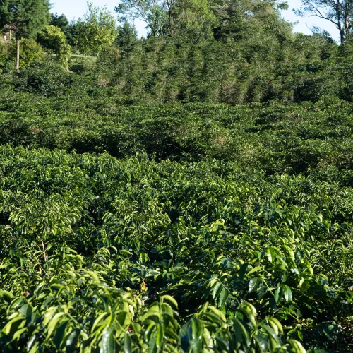 Touton Specialties_Costa Rica_Volcan Azul