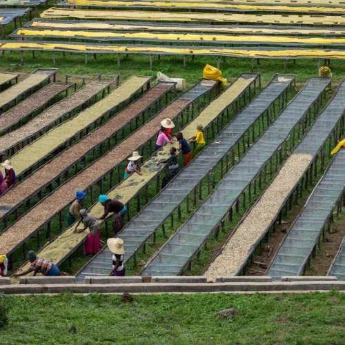 Chire Washing Station, Ethiopia, Coffee Washing Station, Touton Spcialties Coffee