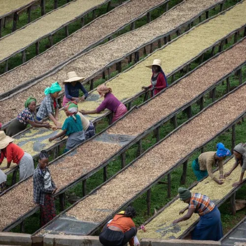 Chire Washing Station, Ethiopia, Coffee Washing Station, Touton Spcialties Coffee