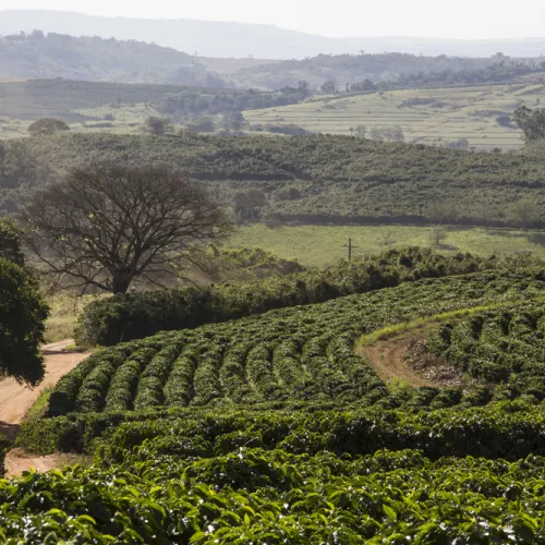 Brazil, Brazil Coffee Farm, Fazenda Sao Jose, Touton Specialties Coffee