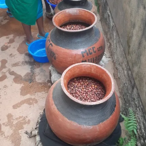 Muhondo Washing Station, Rwanda Coffee, Coffee Washing Station, Touton Specialties Coffee