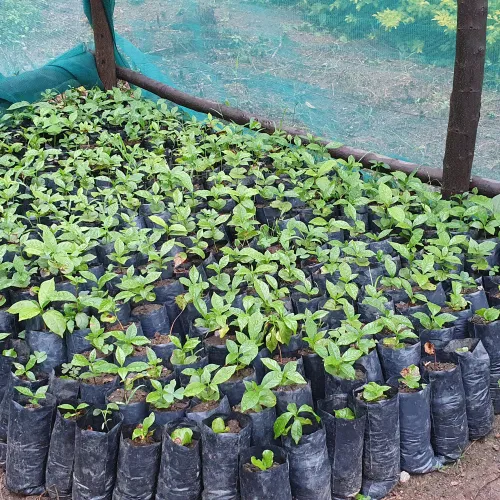 Uganda, Coffee Uganda, Uganda Kasese, Coffee Tree, Coffee Cherry, Coffee Nursery, Touton Specialties Coffee