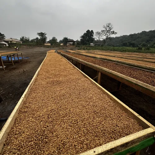 Touton Specialties_Congo drying beds coffee robusta 