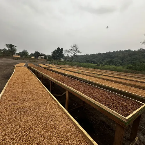 Touton Specialties_Congo drying beds coffee robusta 