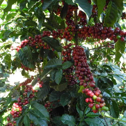 Touton Specialties Guatemala Washed Coffee Huehuetenango