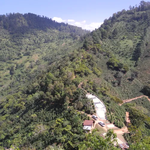 Touton Specialties Guatemala Washed Coffee Huehuetenango
