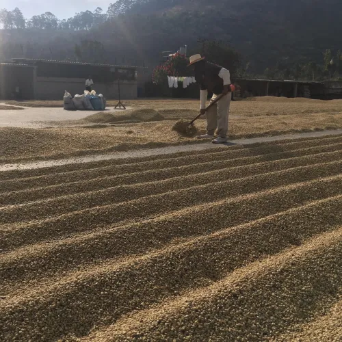 Touton Specialties Guatemala Washed Coffee Huehuetenango