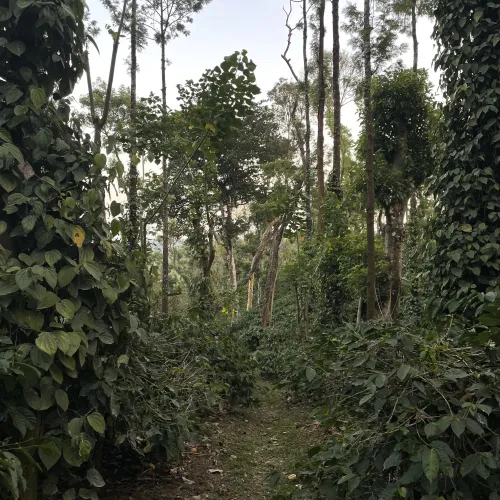India, India Biota, Robusta Coffee, Robusta Coffee Tree, Robusta Cherry
