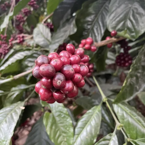India, India Biota, Robusta Coffee, Robusta Coffee Tree, Robusta Cherry