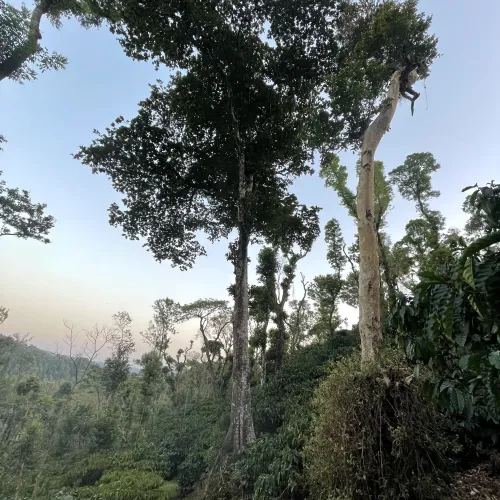 India, India Biota, Robusta Coffee, Robusta Coffee Tree, Robusta Cherry
