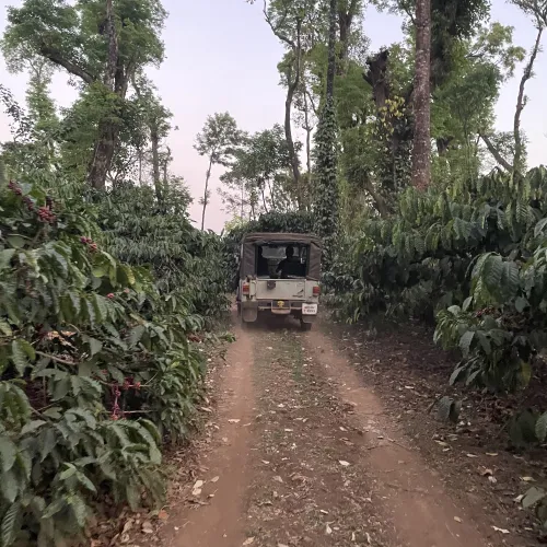 India, India Biota, Robusta Coffee, Robusta Coffee Tree, Robusta Cherry