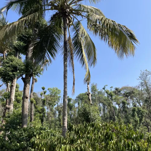 India, India Biota, Robusta Coffee, Robusta Coffee Tree, Robusta Cherry