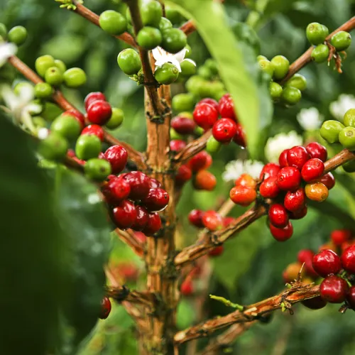 Touton Specialties Colombia Sierra Nevada Fairtarde Organic Washed