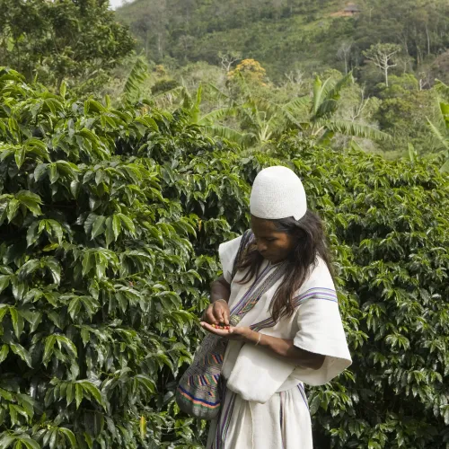 Touton Specialties Colombia Sierra Nevada Fairtarde Organic Washed