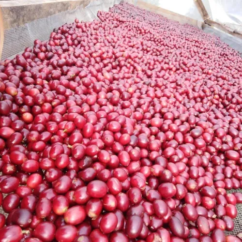 Touton Specialties Honduras Puringla Washed 