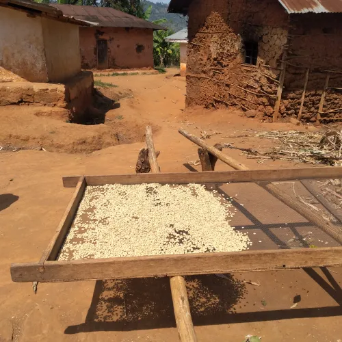 Tanzania, Robusta, Touton Specialties Coffee