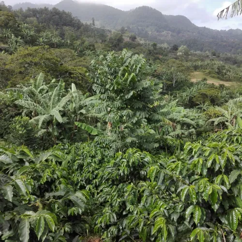 Touton Specialties Honduras APROCASOL