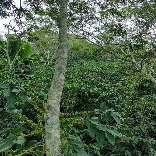 Touton Specialties Honduras APROCASOL