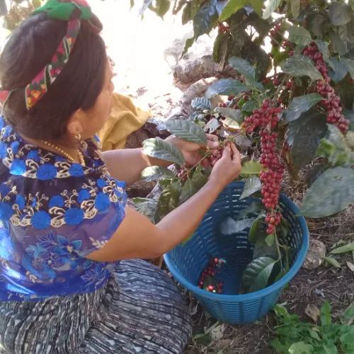 Touton Specialties Guatemala CODECH 